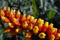 Moullava spicata